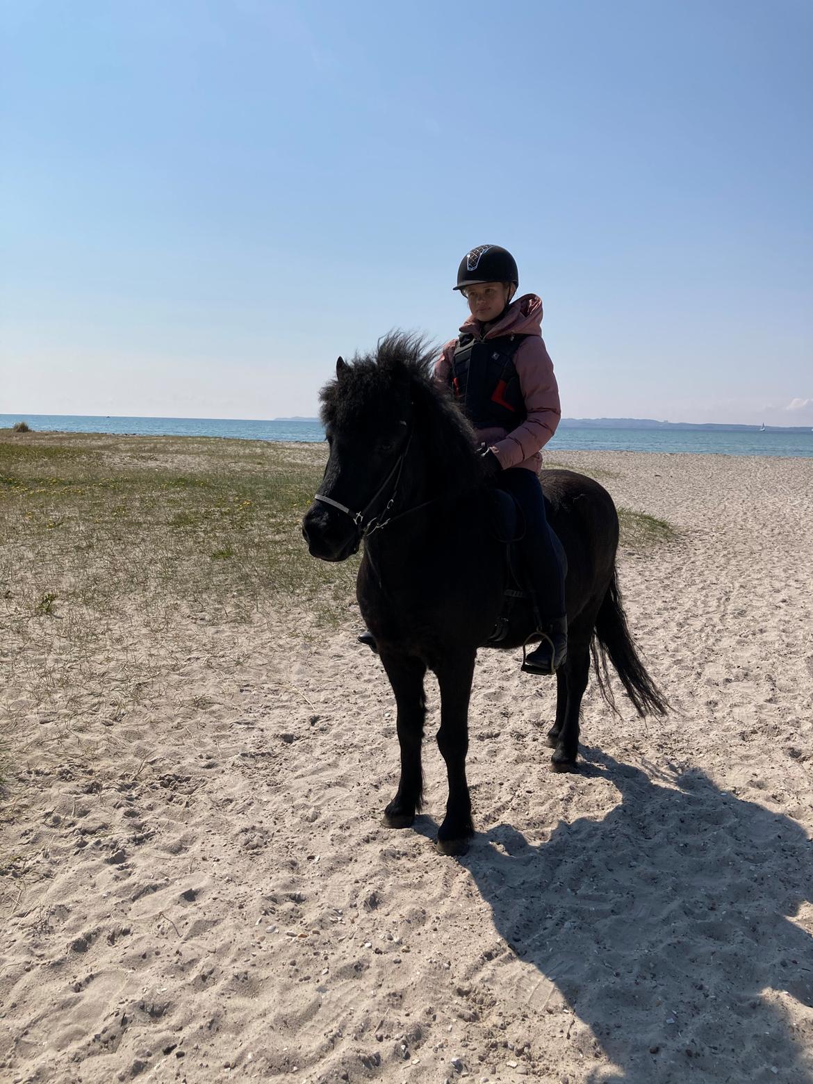 Islænder Fengur fra stubbebro billede 10