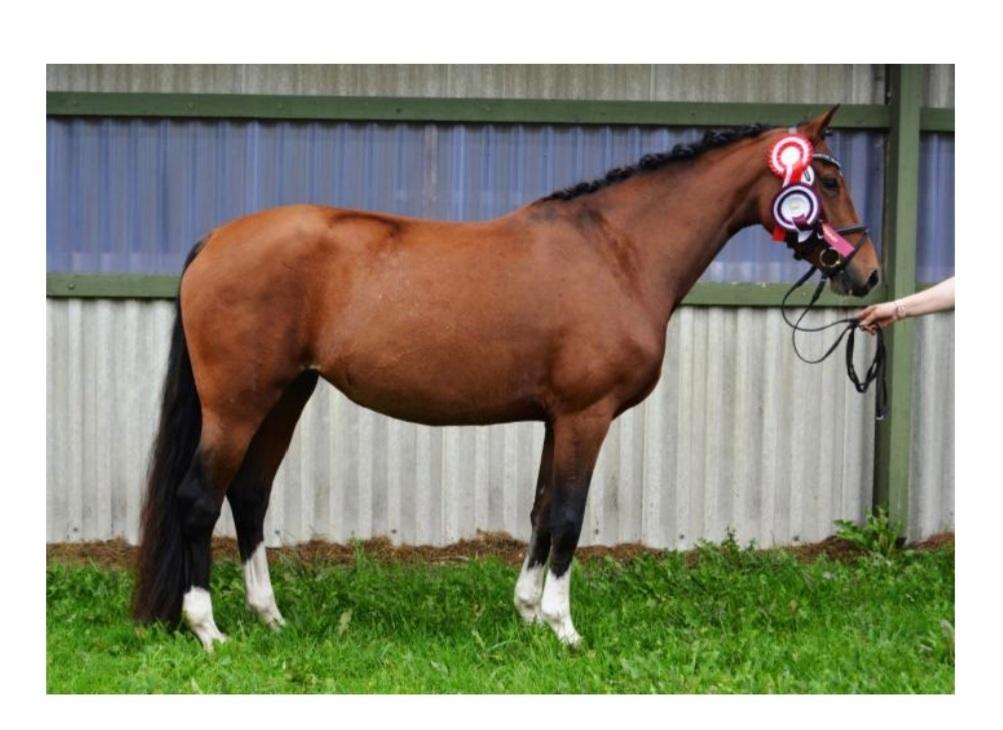 Welsh Partbred (Sec F) Struntze´s Glowing Power RSDH 878 billede 1