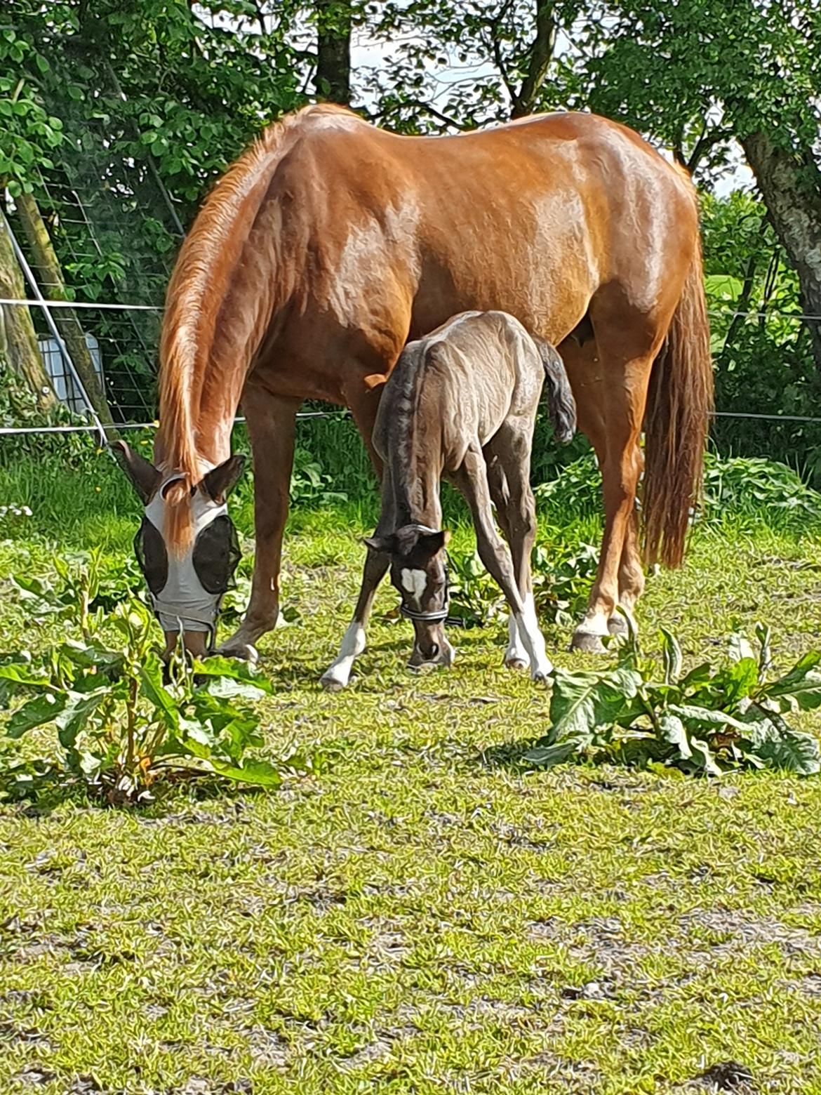 Welsh Partbred (Sec F) R.N. Famous Royal  billede 2