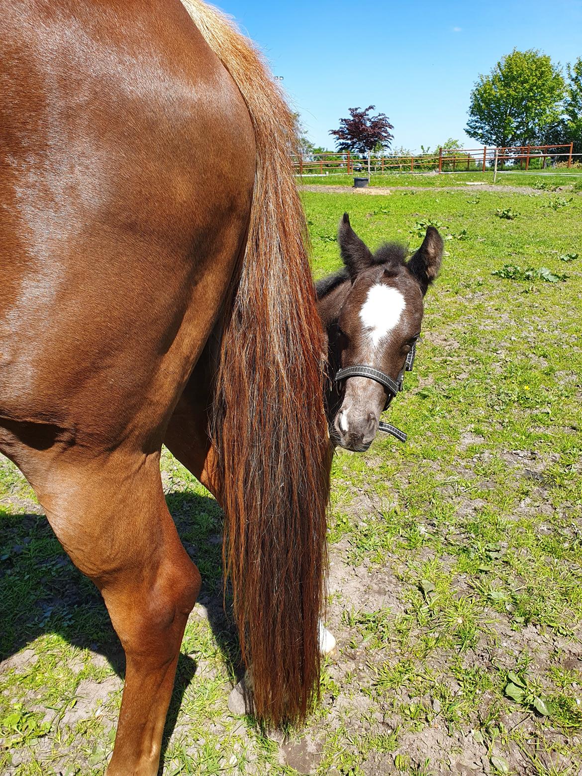 Welsh Partbred (Sec F) R.N. Famous Royal  billede 9