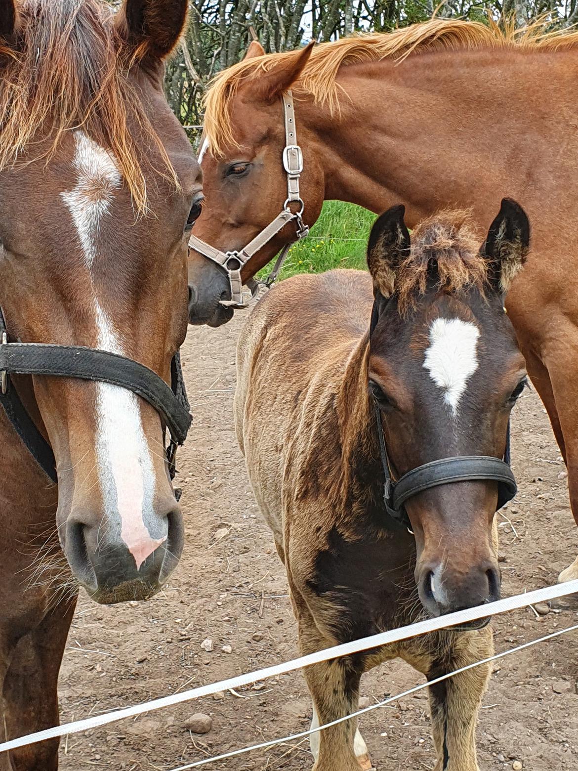 Welsh Partbred (Sec F) R.N. Famous Royal  billede 13