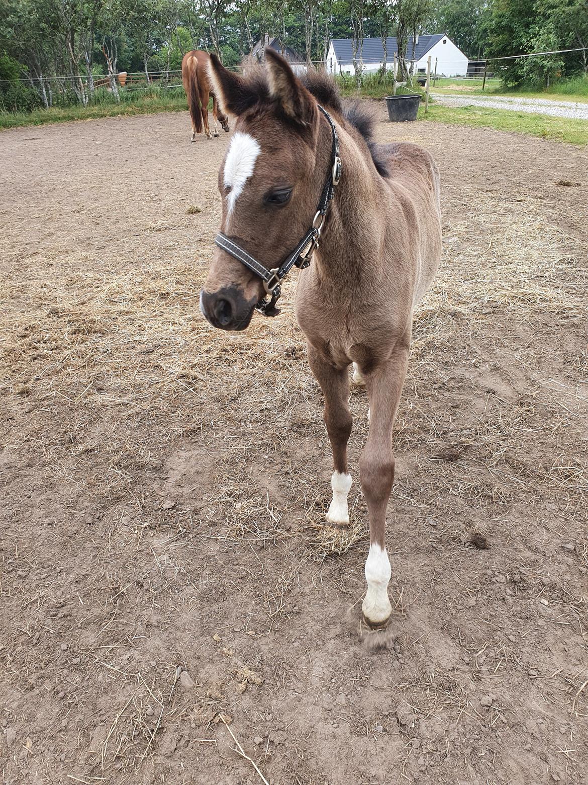 Welsh Partbred (Sec F) R.N. Famous Royal  billede 12
