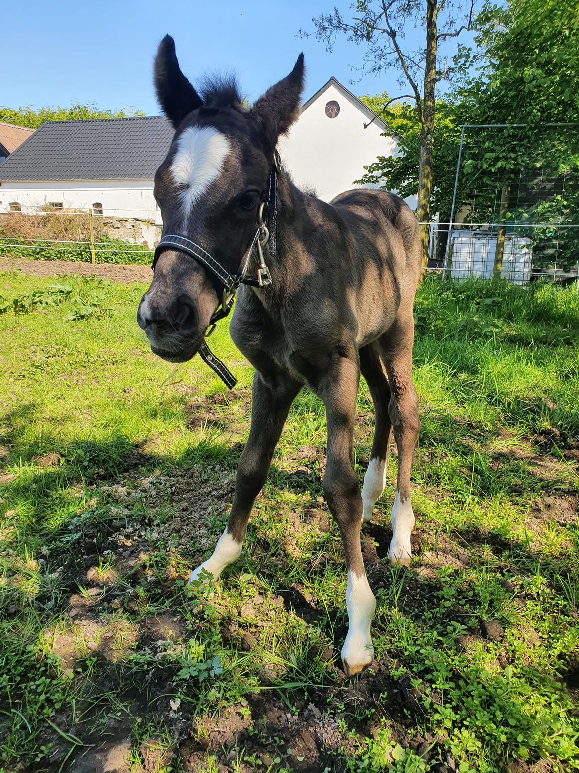 Welsh Partbred (Sec F) R.N. Famous Royal  billede 8