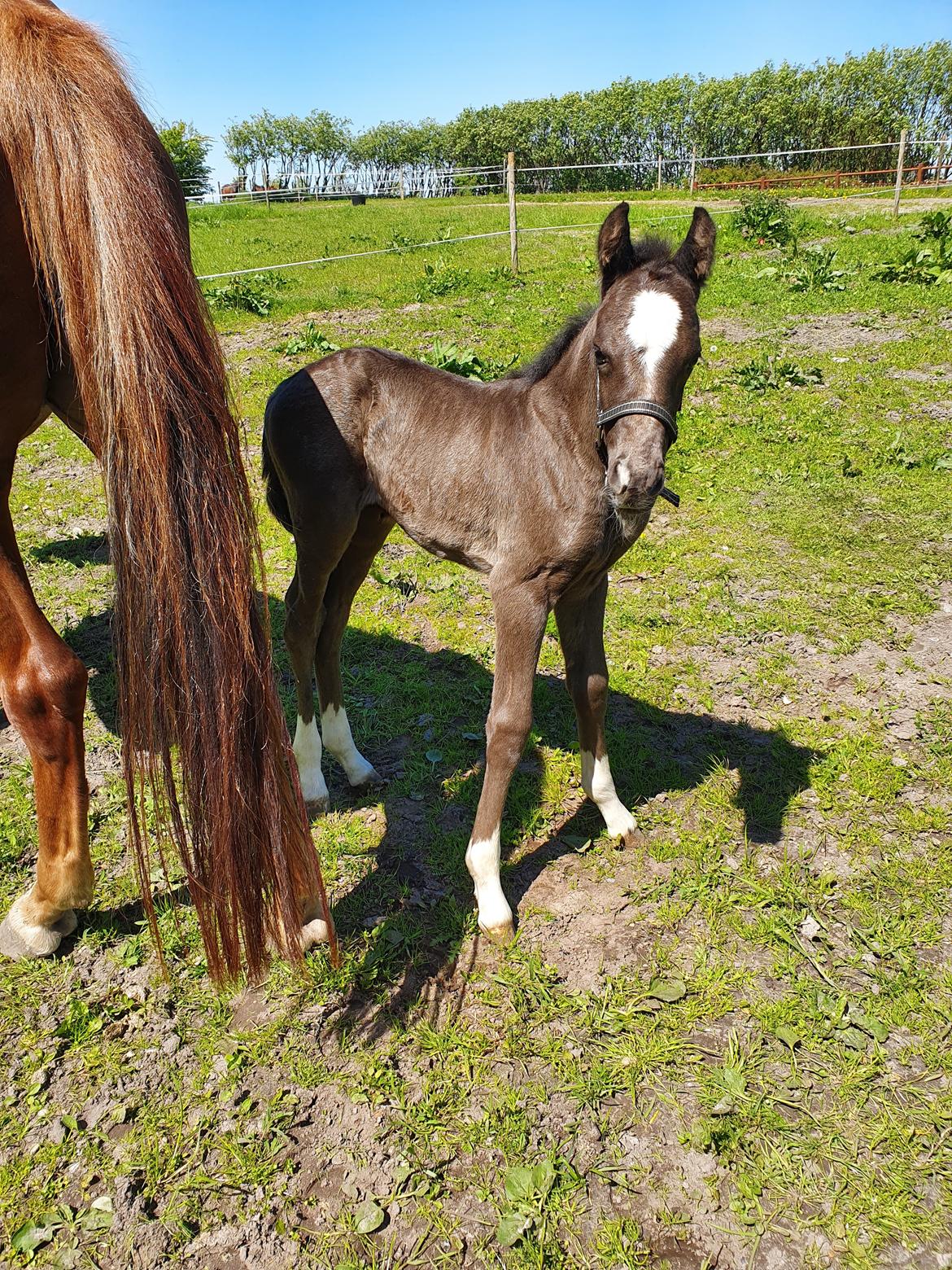 Welsh Partbred (Sec F) R.N. Famous Royal  billede 1