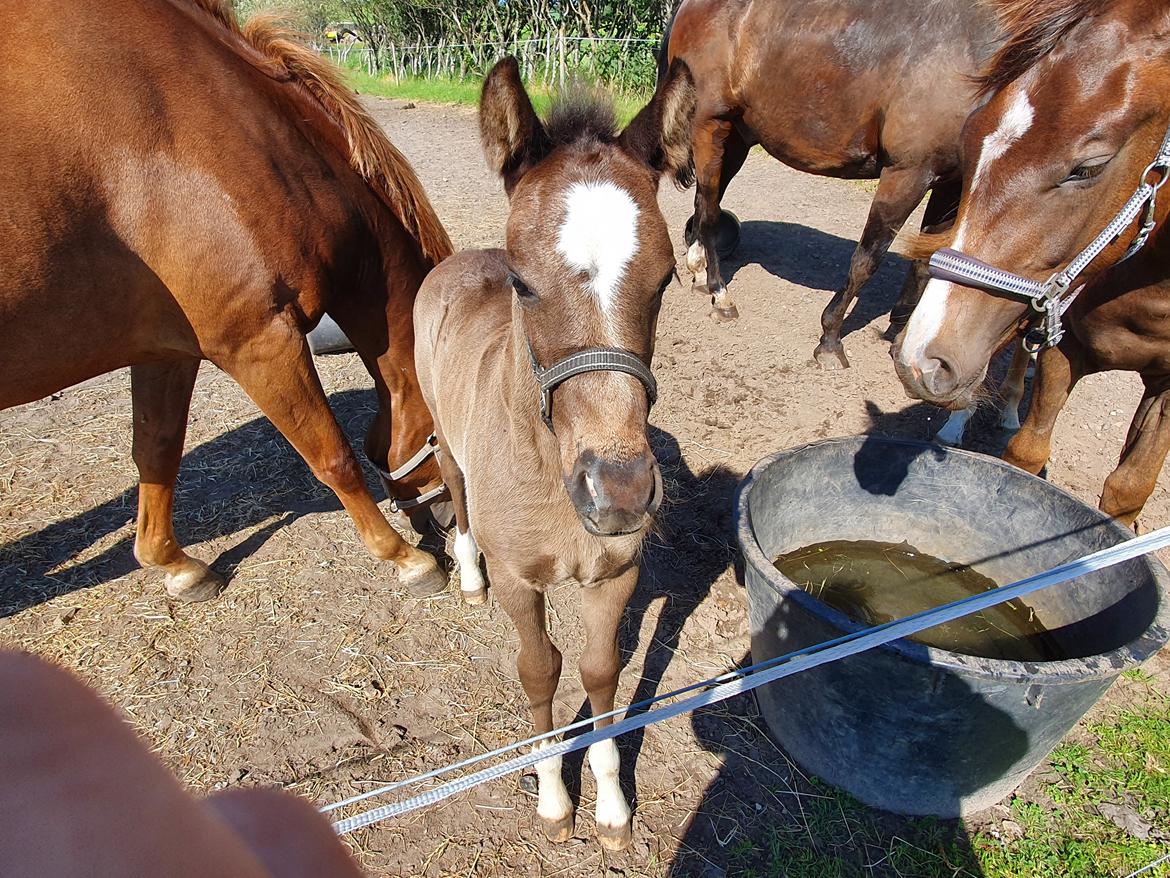 Welsh Partbred (Sec F) R.N. Famous Royal  billede 11