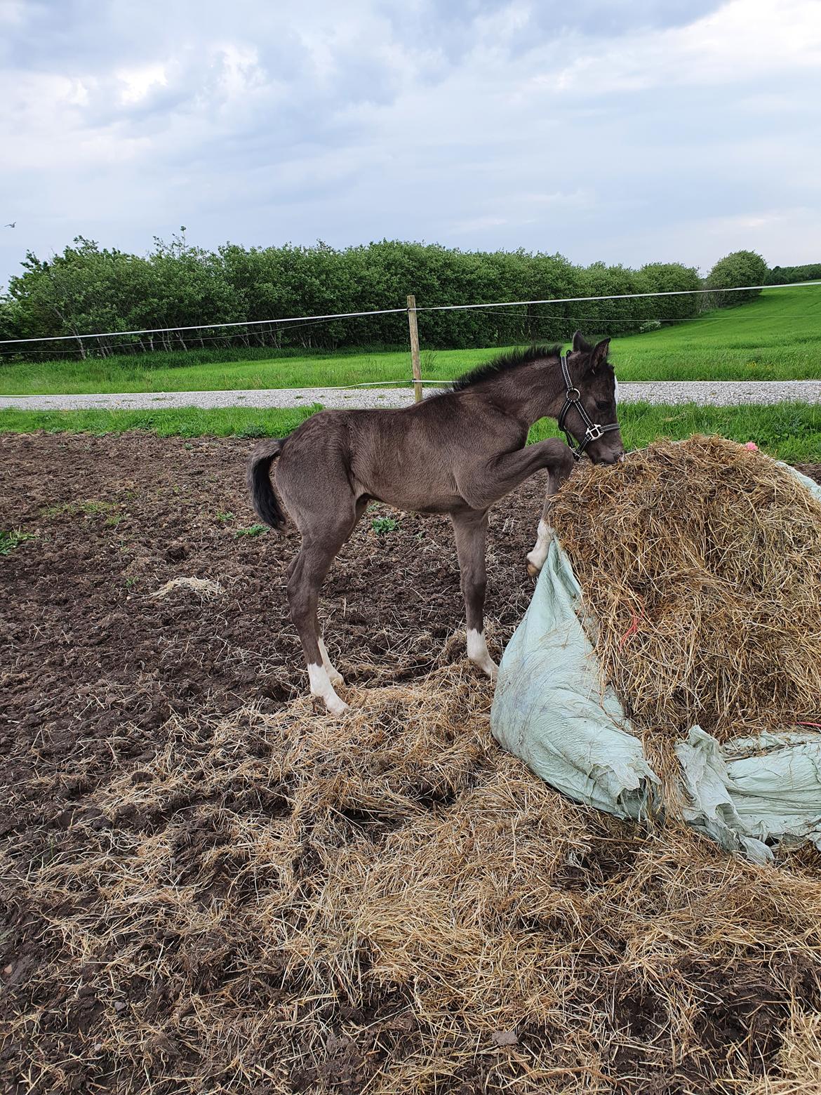 Welsh Partbred (Sec F) R.N. Famous Royal  billede 10