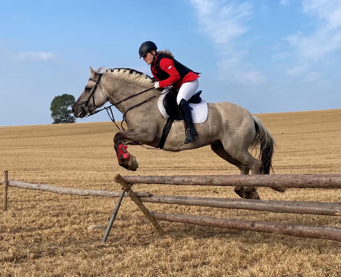 Fjordhest Imke billede 11