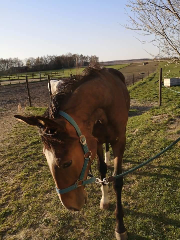 Holstener Santibello billede 6