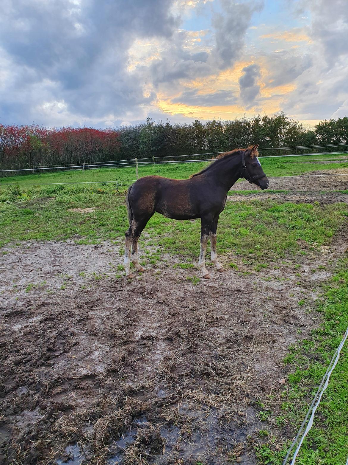 Welsh Partbred (Sec F) R.N. Famous Royal  billede 16