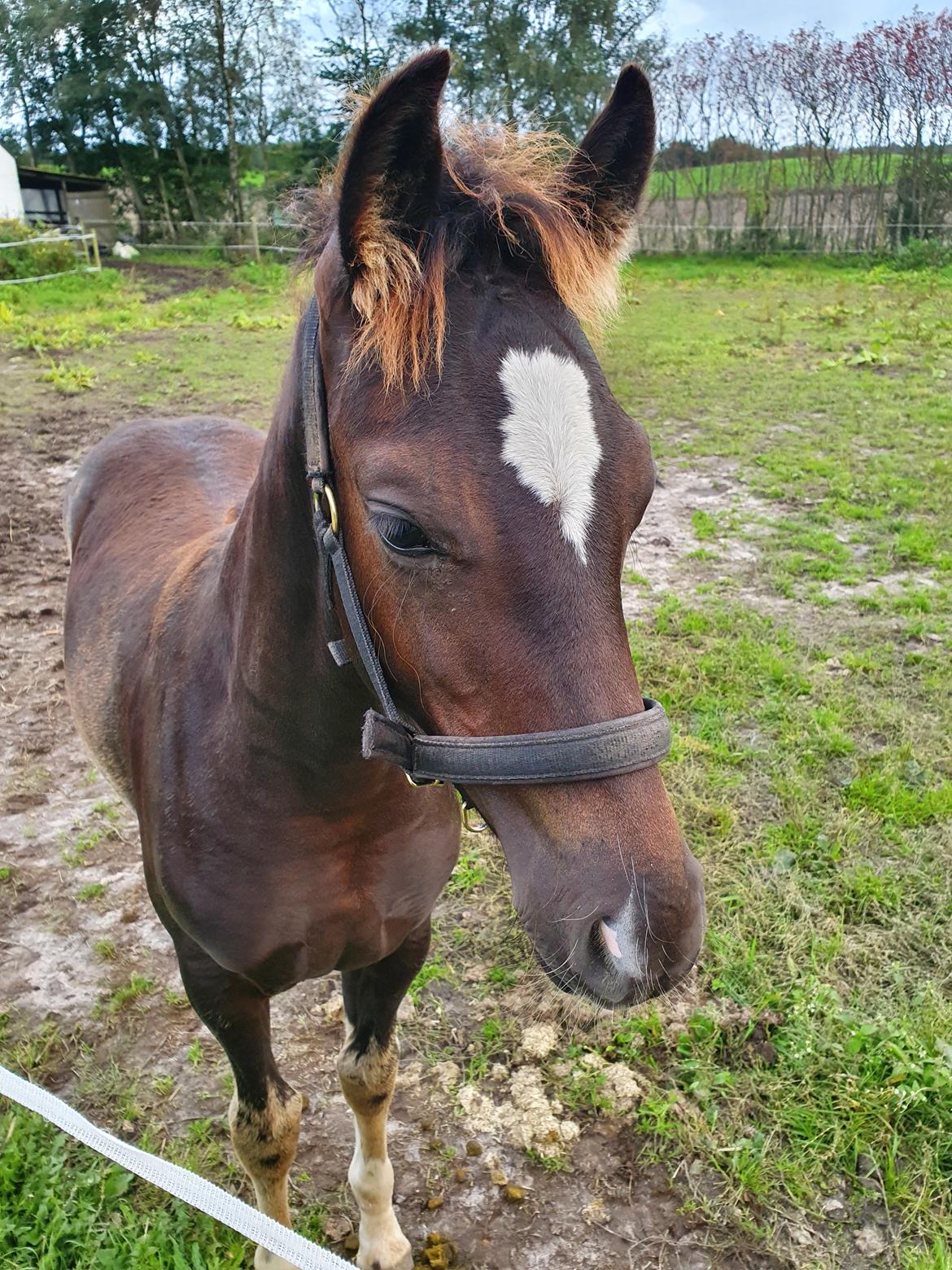 Welsh Partbred (Sec F) R.N. Famous Royal  billede 17