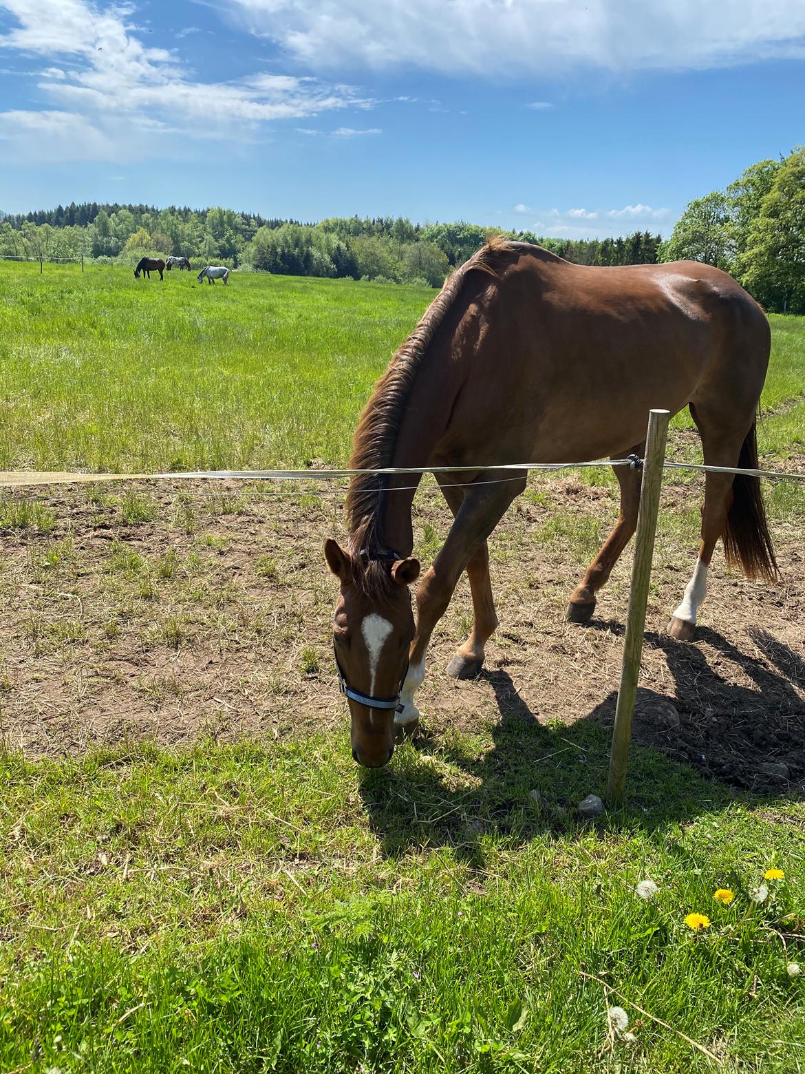 Dansk Varmblod May-gårdens Bellino billede 12