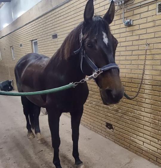 Dansk Varmblod firenze billede 5