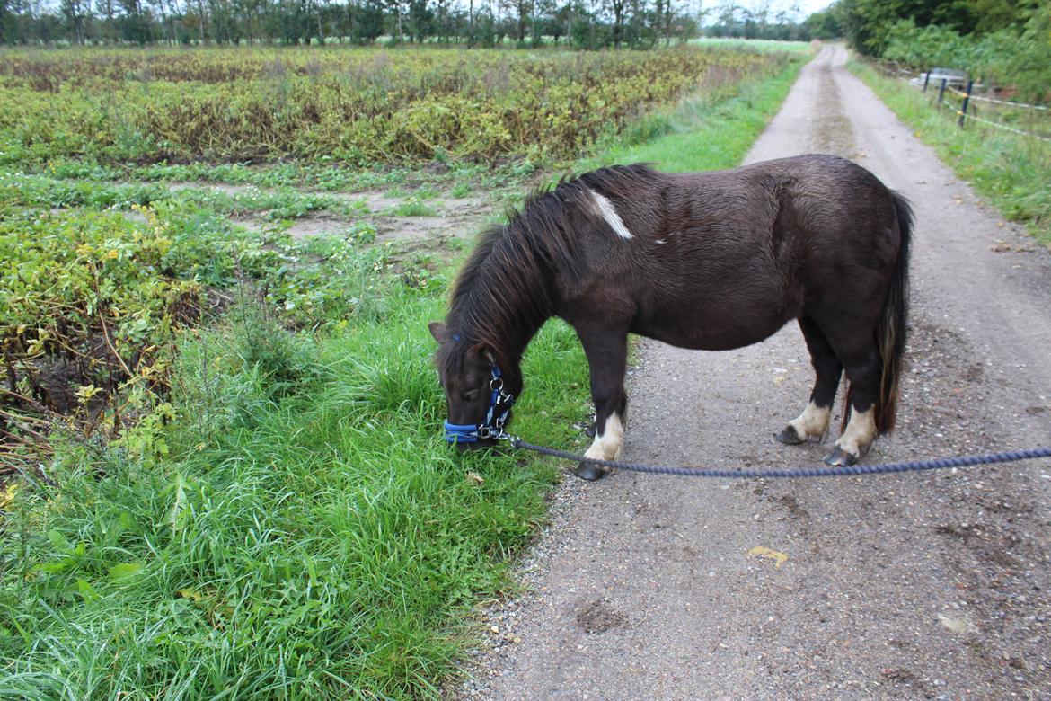 Shetlænder Coco - 06-10-2021 Fra det sidste fotoshoot med Coco, inden hun afhentes 9/10-21 Foto: Min kæreste billede 44