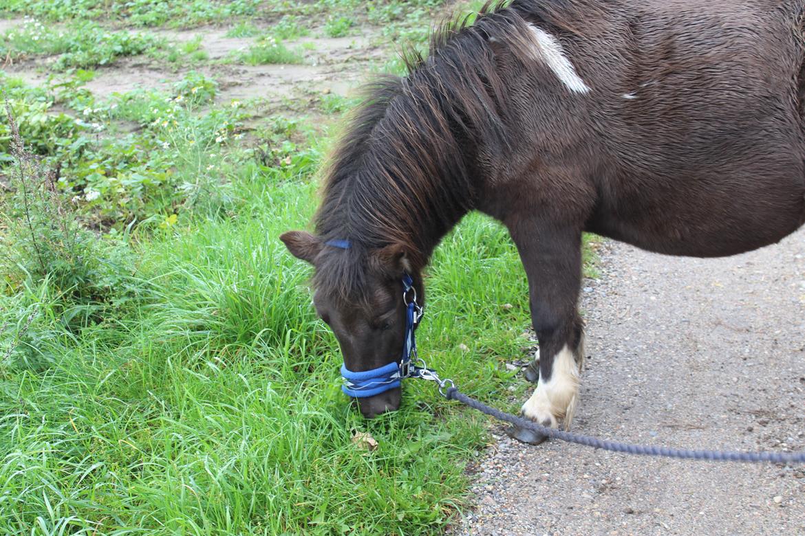 Shetlænder Coco - 06-10-2021 Fra det sidste fotoshoot med Coco, inden hun afhentes 9/10-21 Foto: Min kæreste billede 45