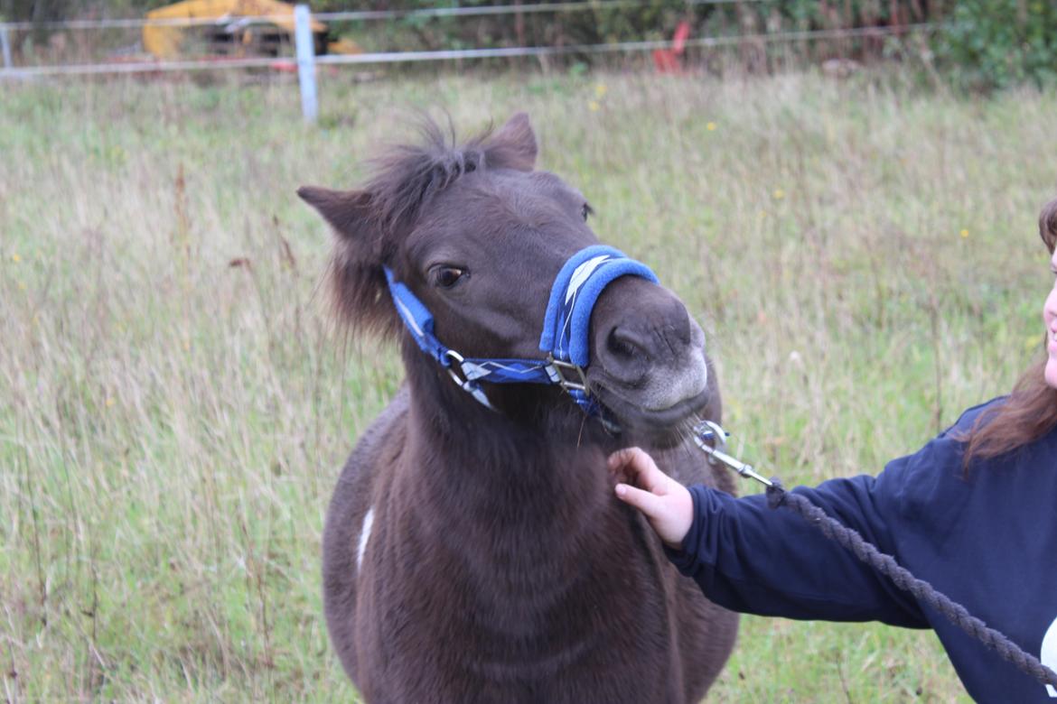Shetlænder Coco - 06-10-2021 Fra det sidste fotoshoot med Coco, inden hun afhentes 9/10-21 Foto: Min kæreste billede 1