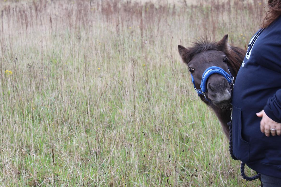 Shetlænder Coco - 06-10-2021 Fra det sidste fotoshoot med Coco, inden hun afhentes 9/10-21 Foto: Min kæreste billede 46