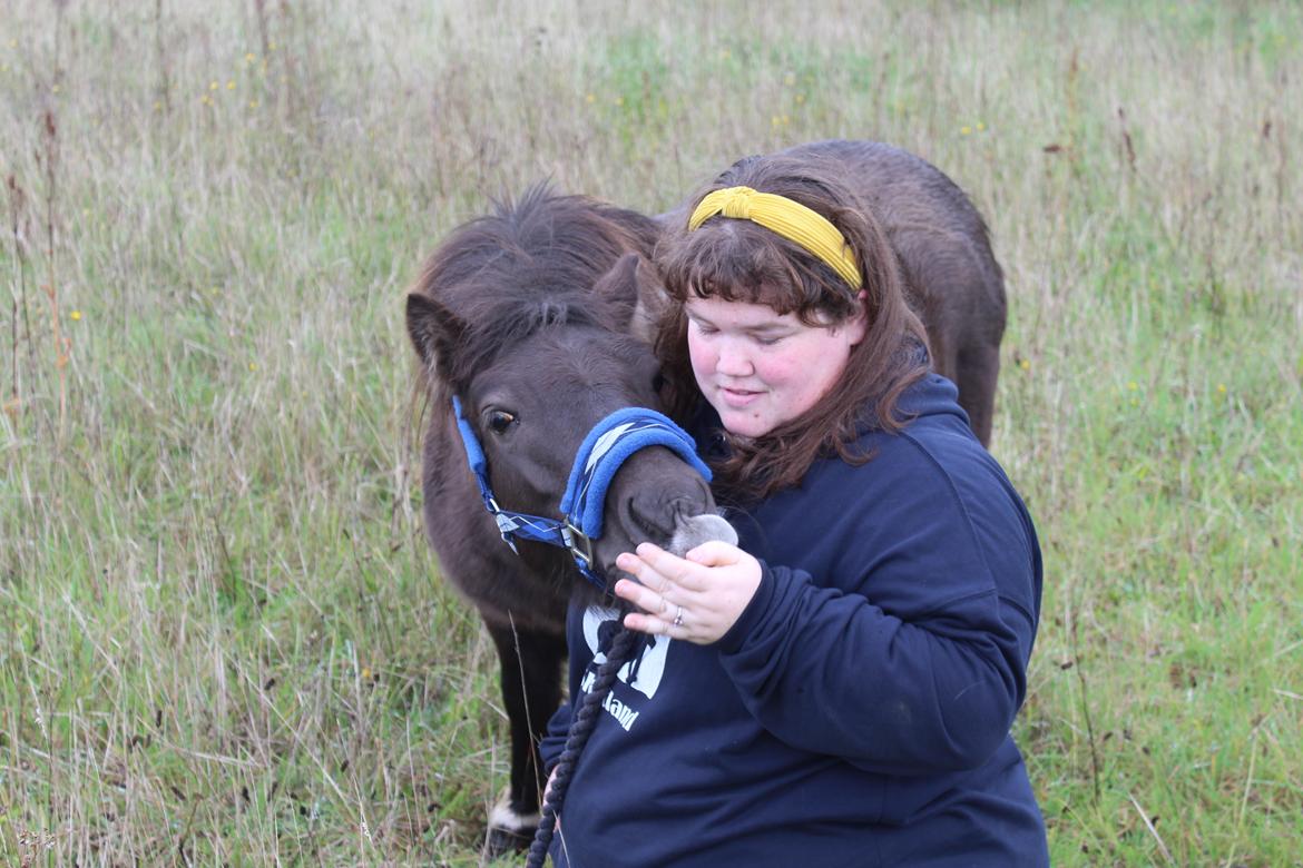 Shetlænder Coco - 06-10-2021 Fra det sidste fotoshoot med Coco, inden hun afhentes 9/10-21 Foto: Min kæreste billede 47