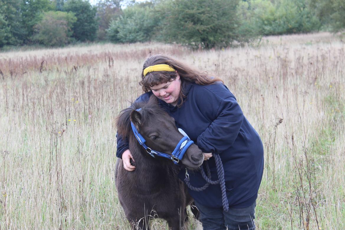 Shetlænder Coco - 06-10-2021 Fra det sidste fotoshoot med Coco, inden hun afhentes 9/10-21 Foto: Min kæreste billede 48