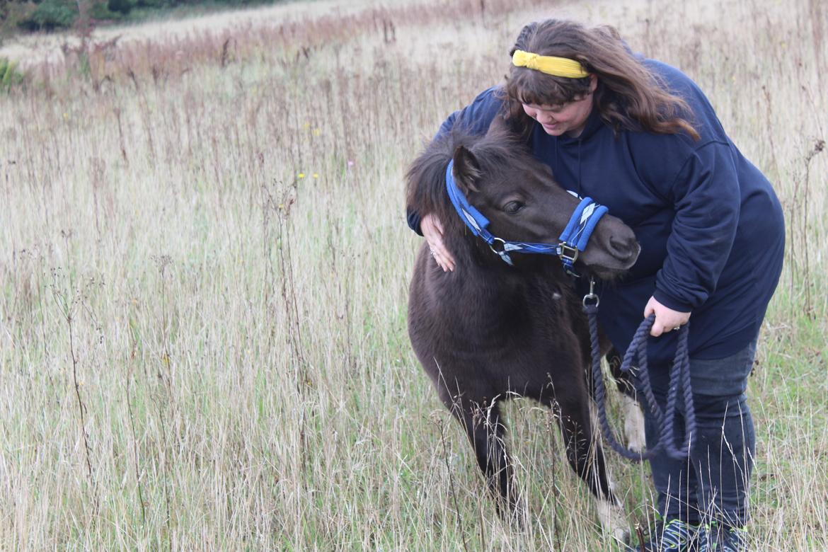 Shetlænder Coco - 06-10-2021 Fra det sidste fotoshoot med Coco, inden hun afhentes 9/10-21 Foto: Min kæreste billede 50