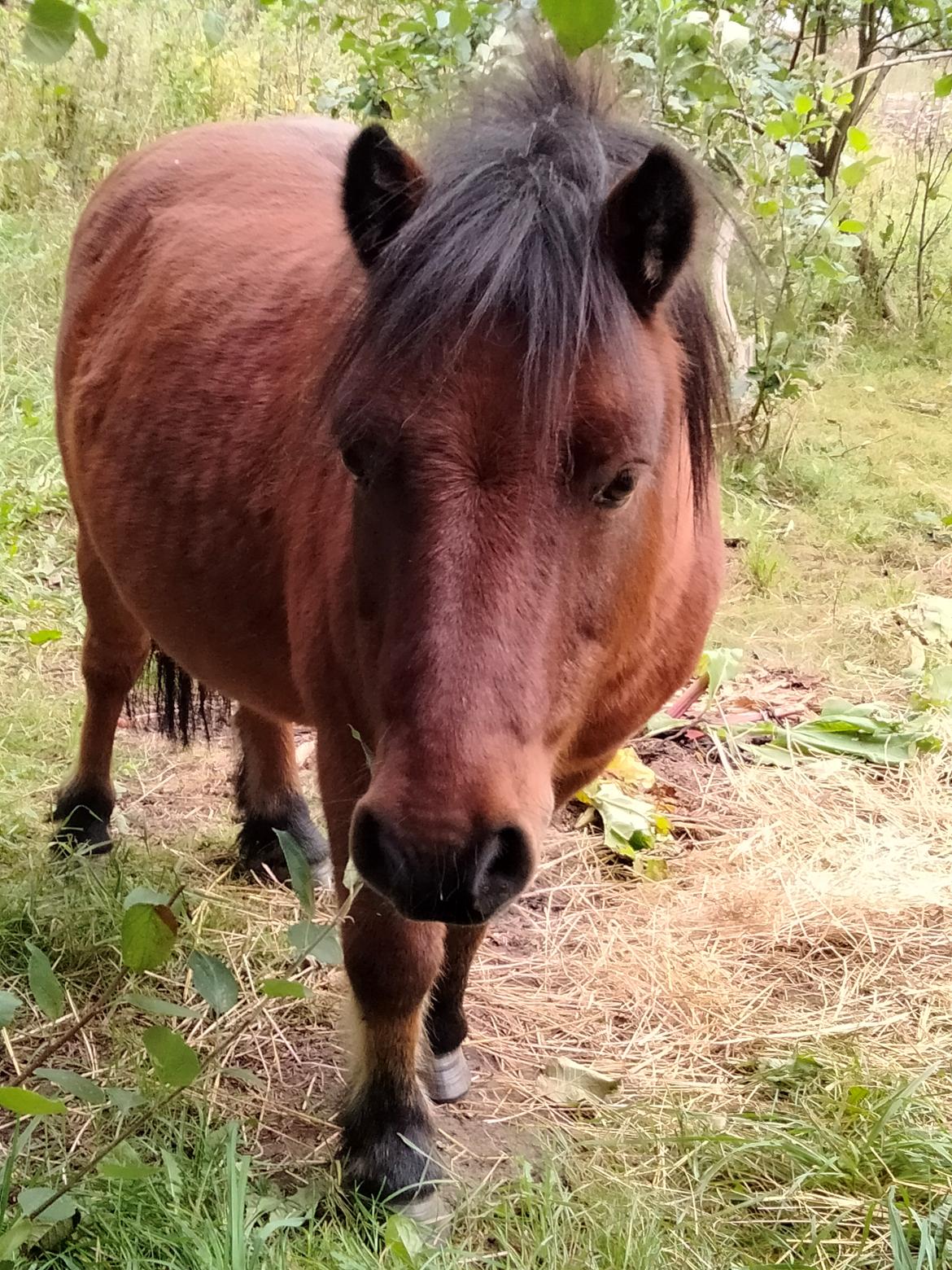 Shetlænder Thor - 26-09-2021 billede 8