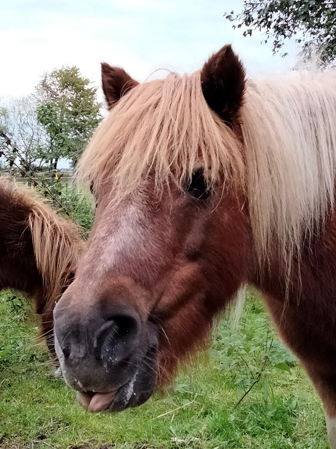 Shetlænder Ronja - 02-10-2021 billede 5