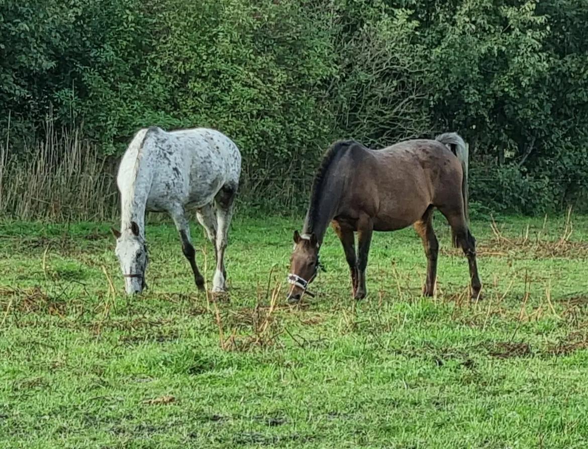 Knabstrupper Nanna af Dutterup KNN 2314 SOLGT billede 6