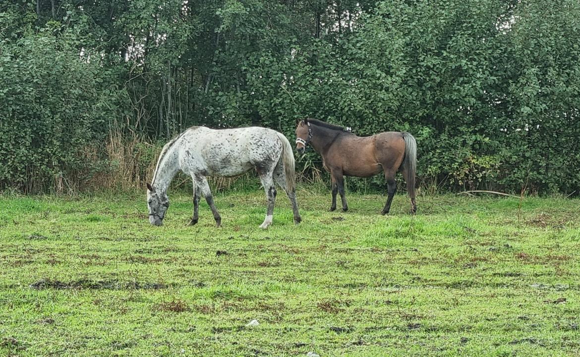 Knabstrupper Nanna af Dutterup KNN 2314 SOLGT billede 7