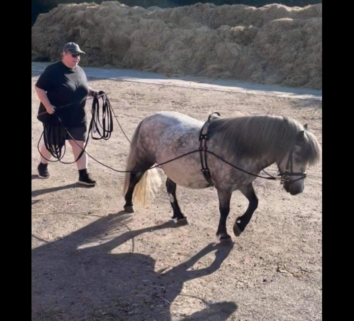 Shetlænder Engholms malik billede 7