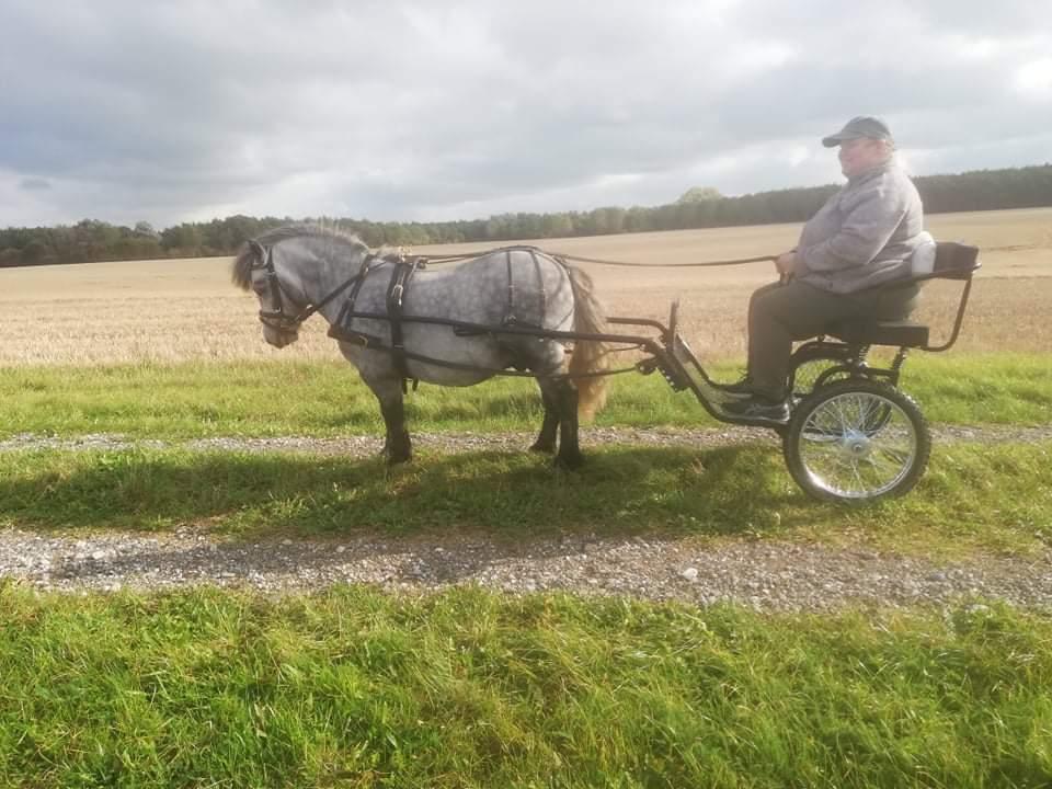 Shetlænder Engholms malik billede 9