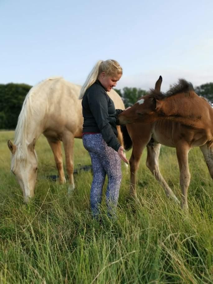 Dansk Varmblod CK' Kimberly Star billede 13