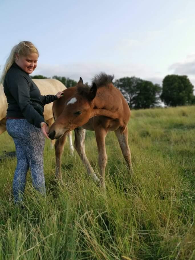 Dansk Varmblod CK' Kimberly Star billede 12