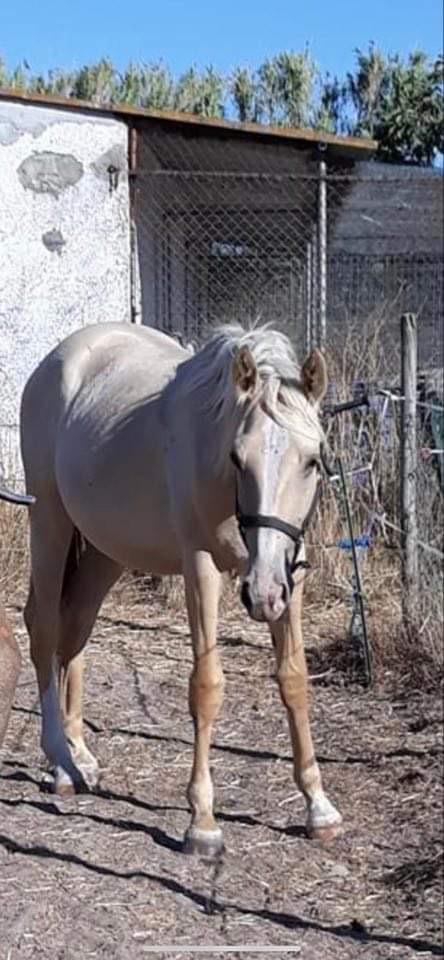 Cruzado Peachy the Lionheart billede 12