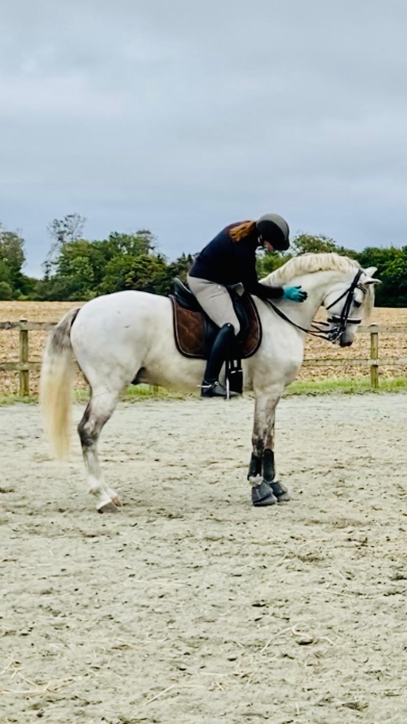 Lusitano Gladiador billede 21