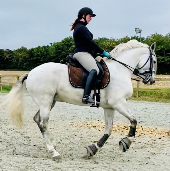 Lusitano Gladiador billede 22