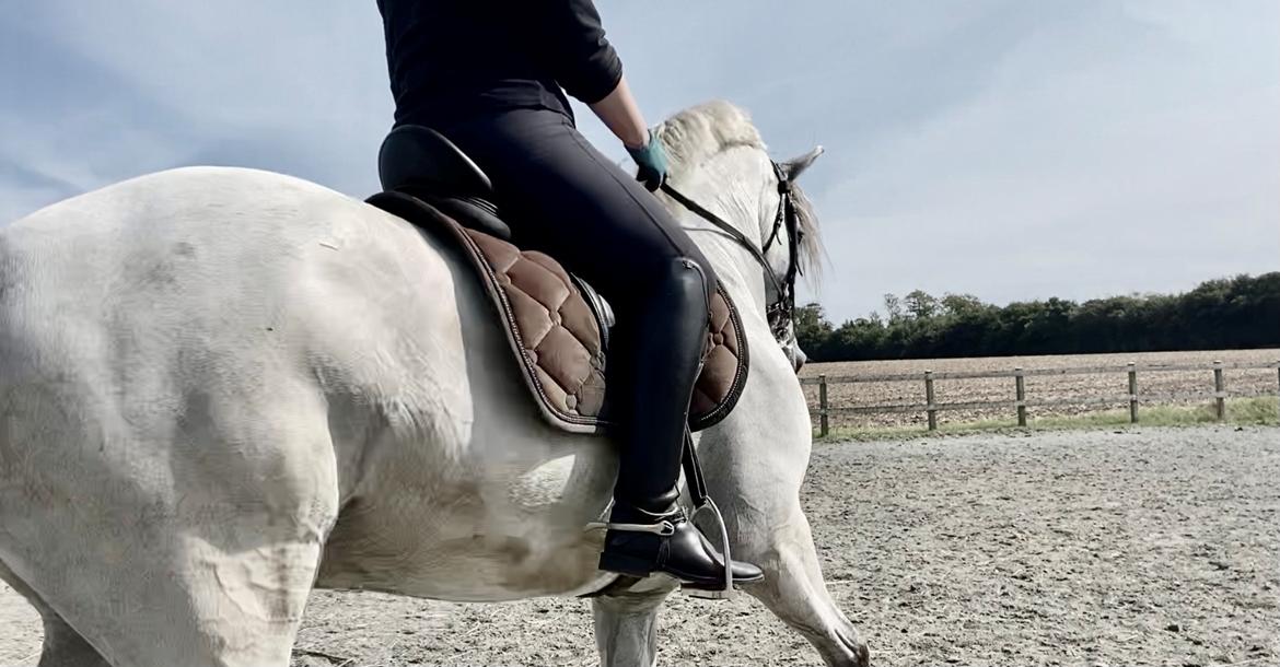 Lusitano Gladiador billede 26