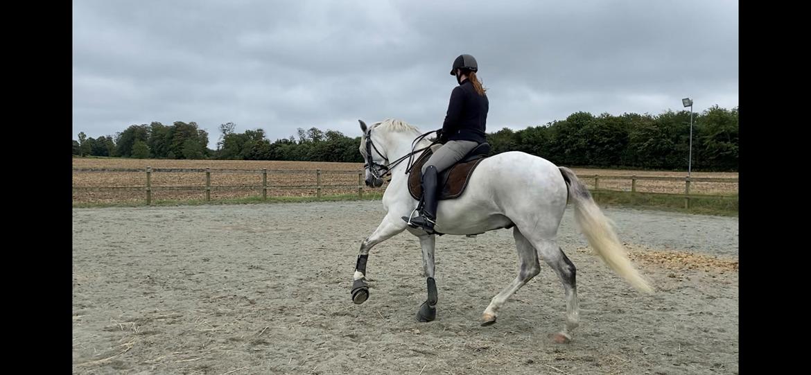 Lusitano Gladiador billede 23