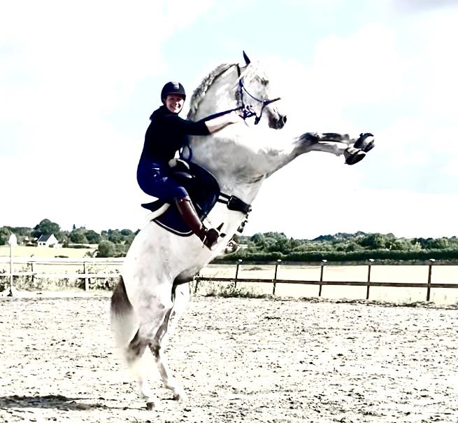 Lusitano Gladiador billede 27