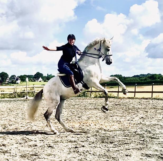 Lusitano Gladiador billede 28