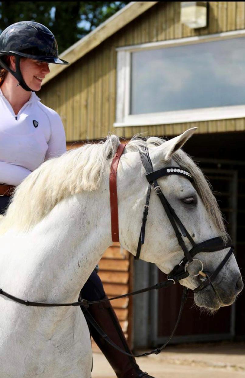 Lusitano Gladiador billede 29