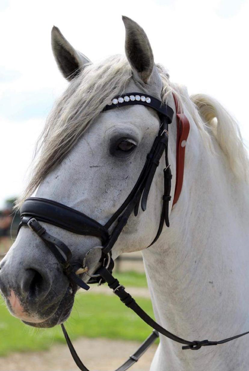 Lusitano Gladiador billede 30