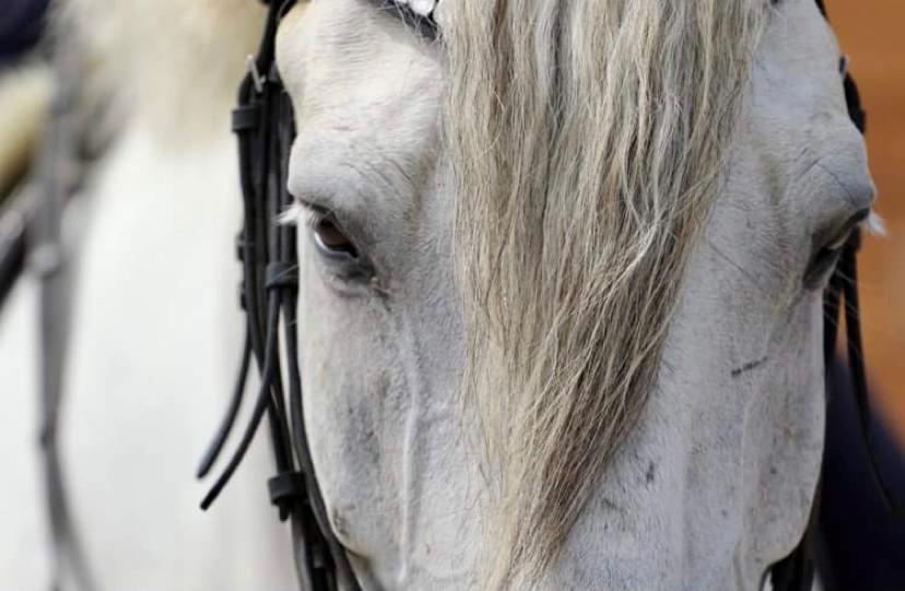 Lusitano Gladiador billede 31