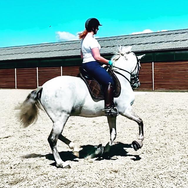 Lusitano Gladiador billede 32