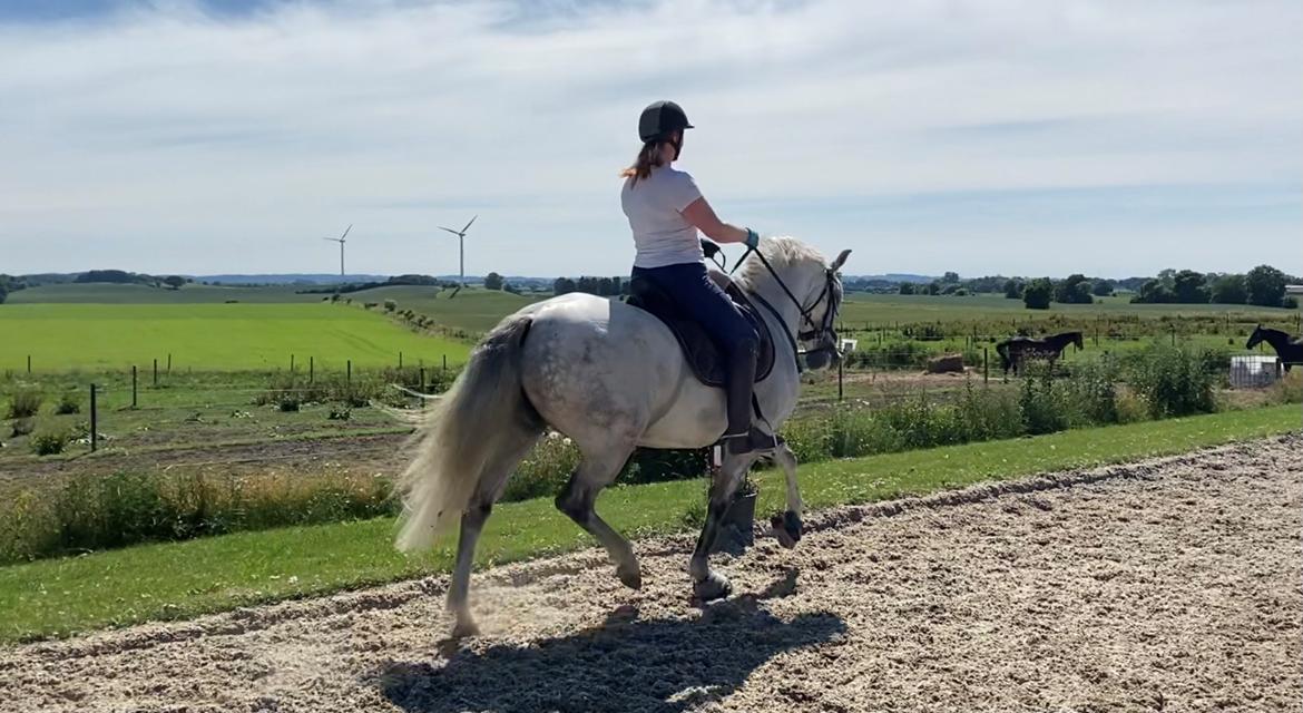 Lusitano Gladiador billede 33