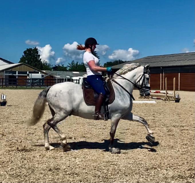 Lusitano Gladiador billede 34