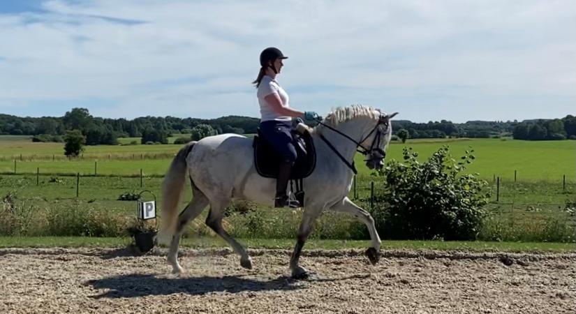 Lusitano Gladiador billede 35