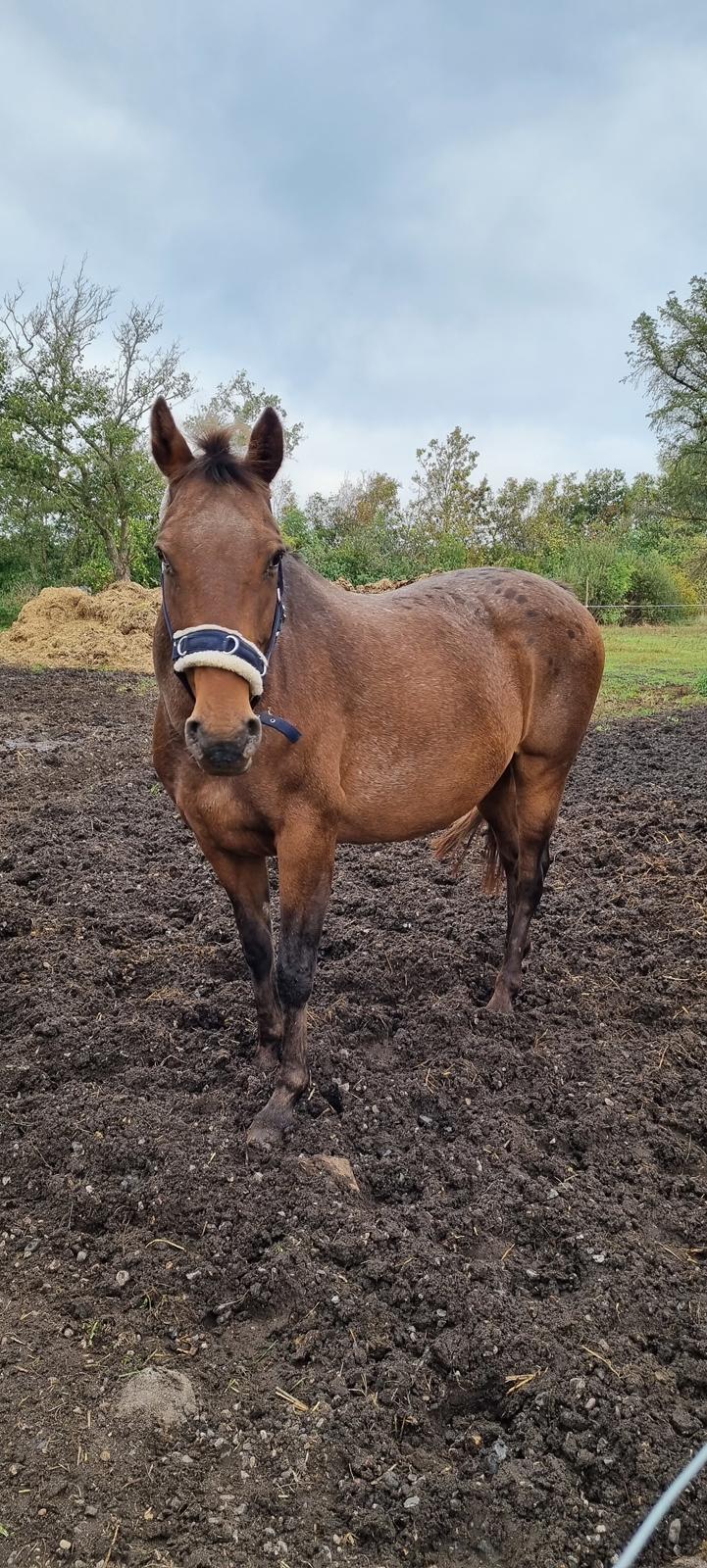 Knabstrupper Nanna af Dutterup KNN 2314 SOLGT billede 10