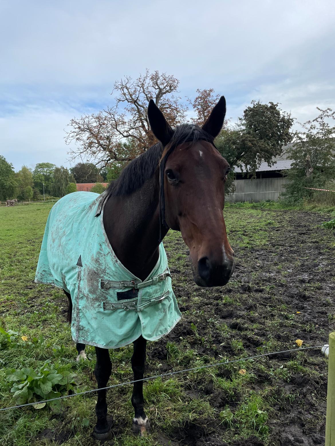 Anden særlig race - Donna billede 20