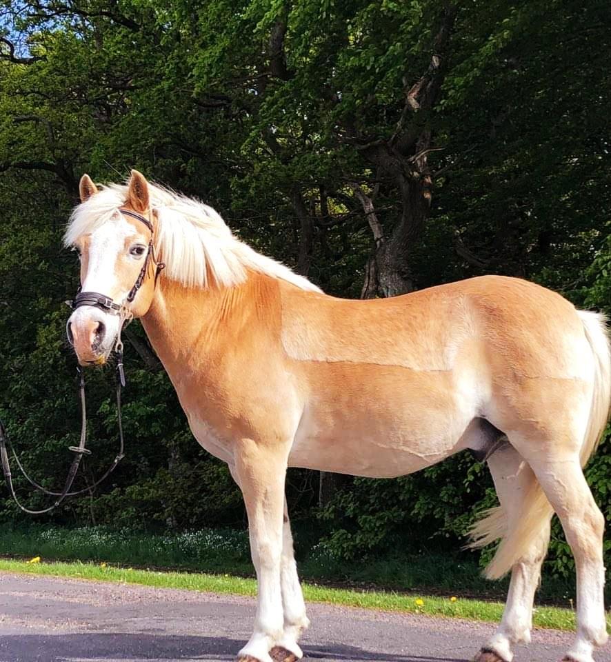 Haflinger Sander  billede 13
