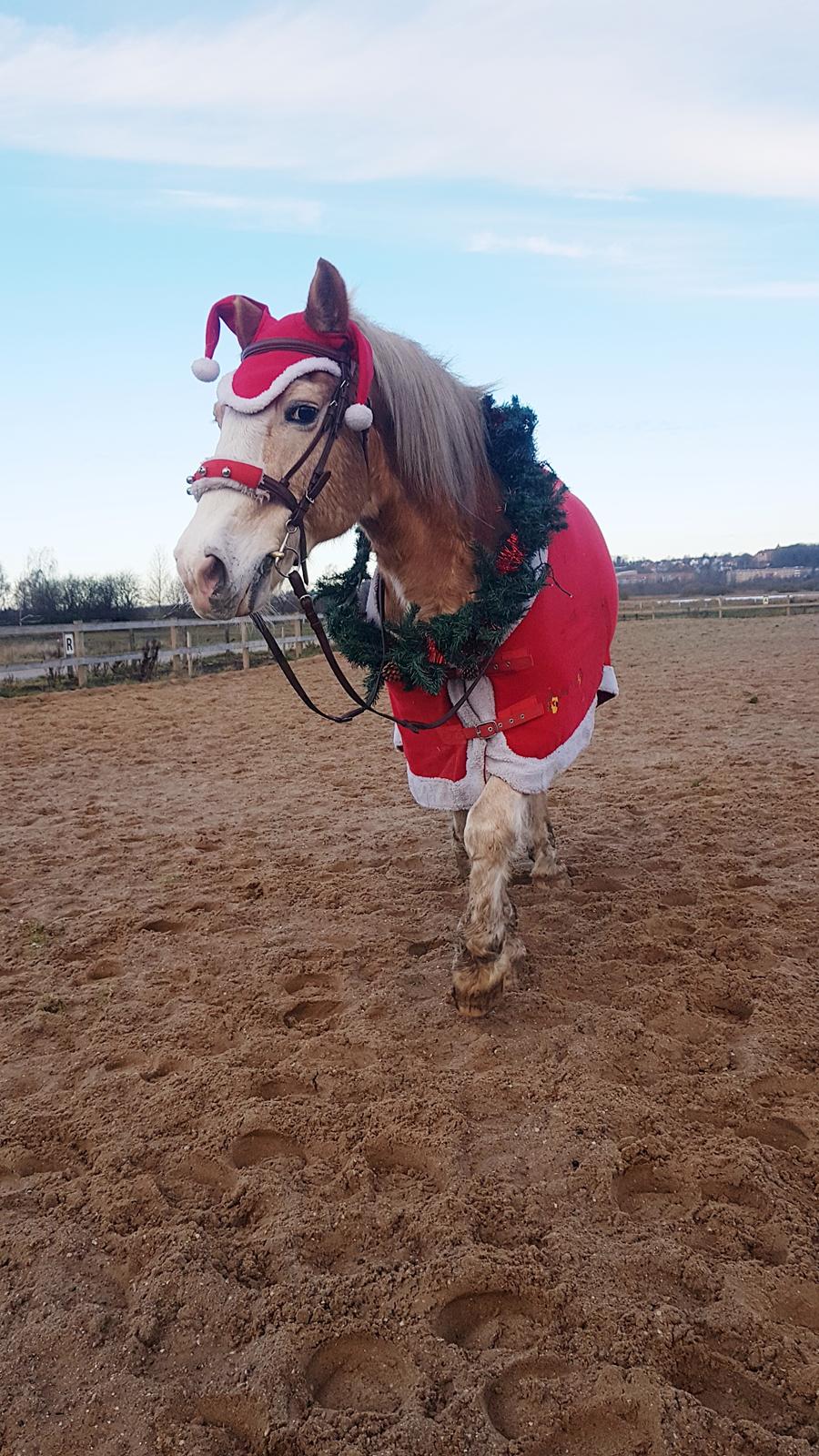 Haflinger Sander  billede 17