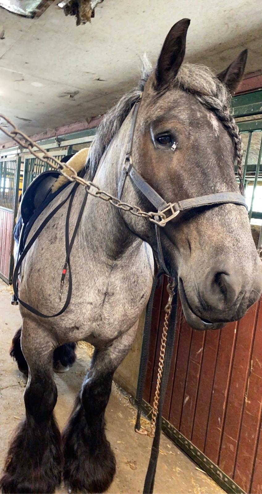 Belgier Møllegaardens Titus (TY) billede 5